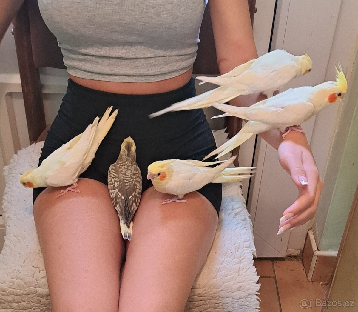 PRODÁM krotké ručně dokrmené korely