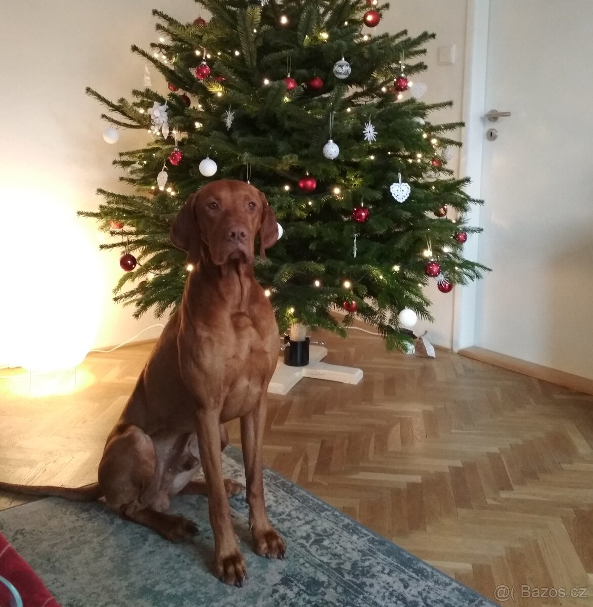 Maďarský ohař - hledáme nový domov