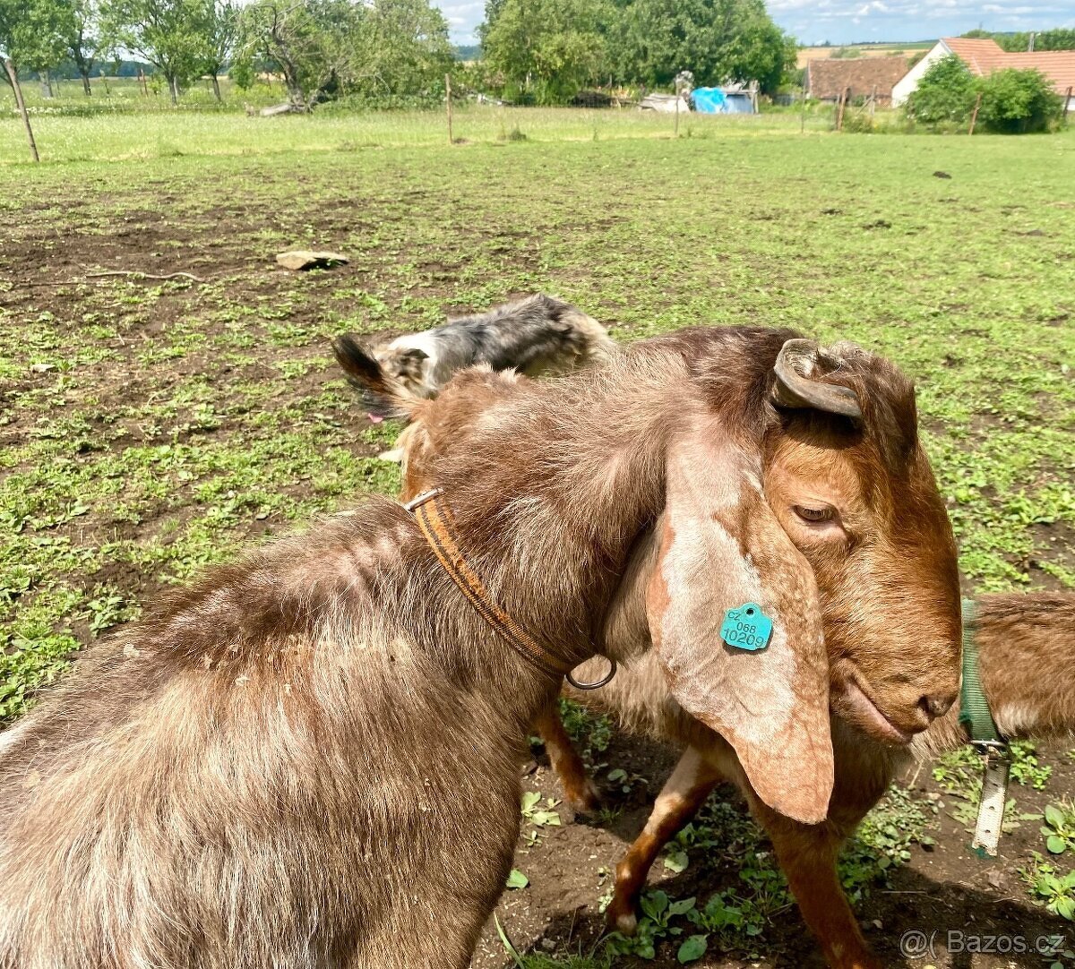 Anglonubijský Kozel 100% k připuštění