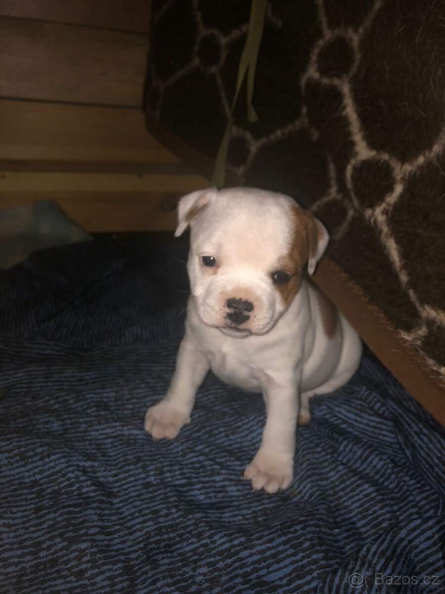 Stafordšírský bulteriér