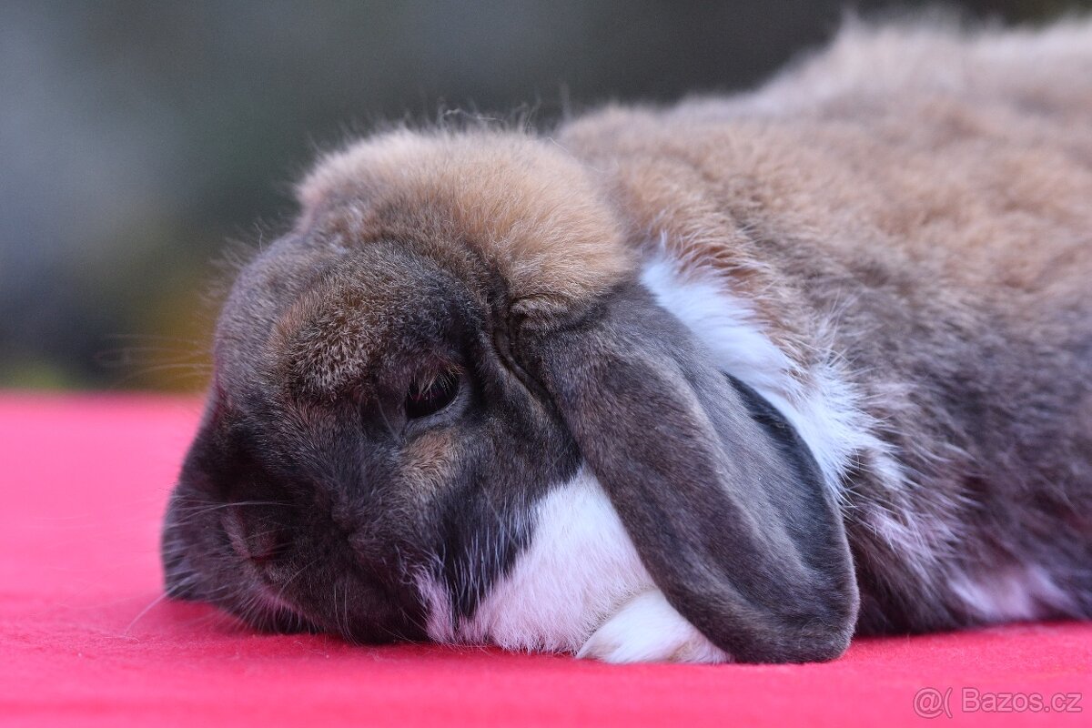 Králík vhodný na mazlíka i do chovu (s rodokmenem - 96b.)
