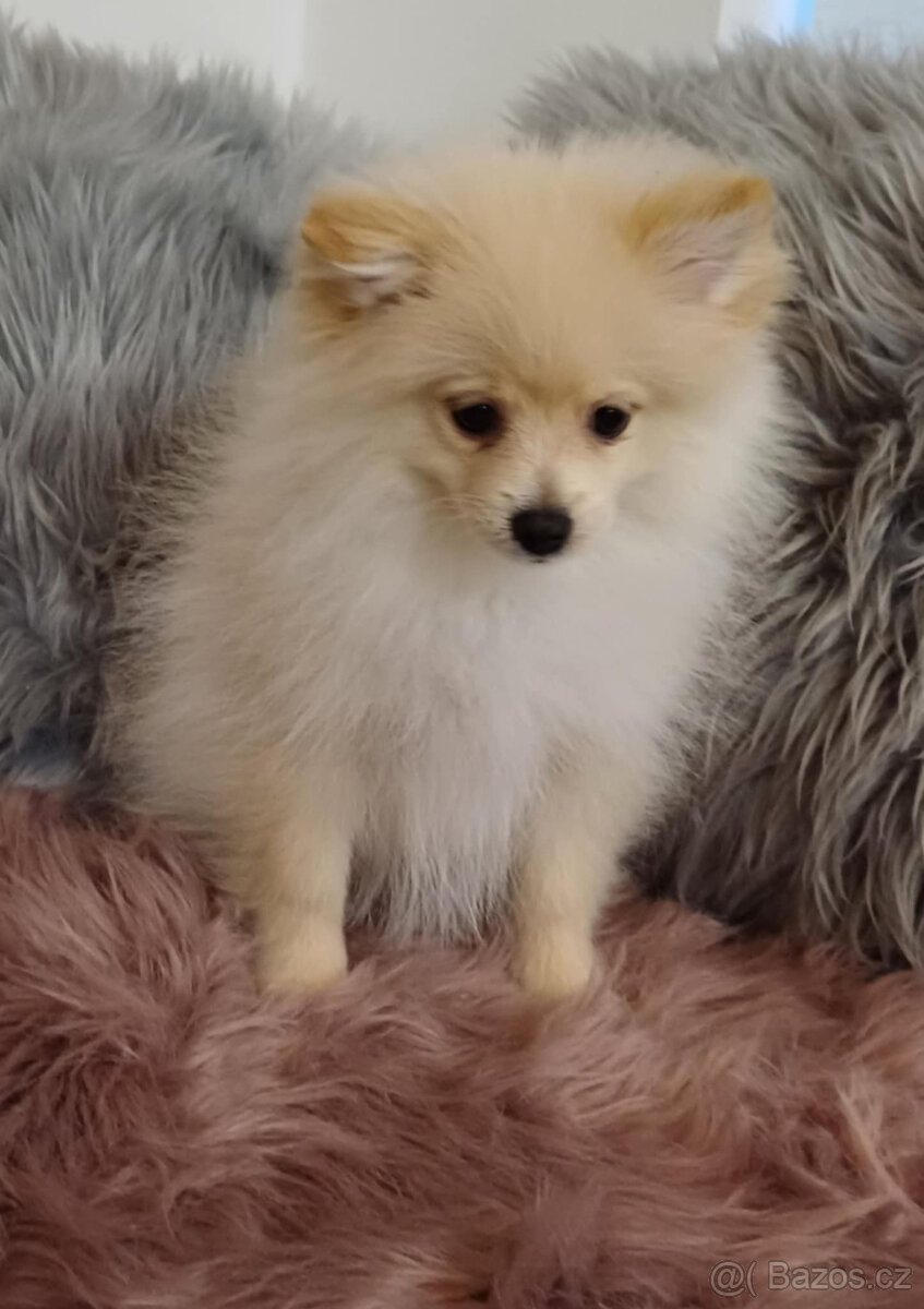 Pes pomeranian x trpasličí špic