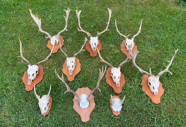 🦌 Dančí shozy + trofej s lebkou