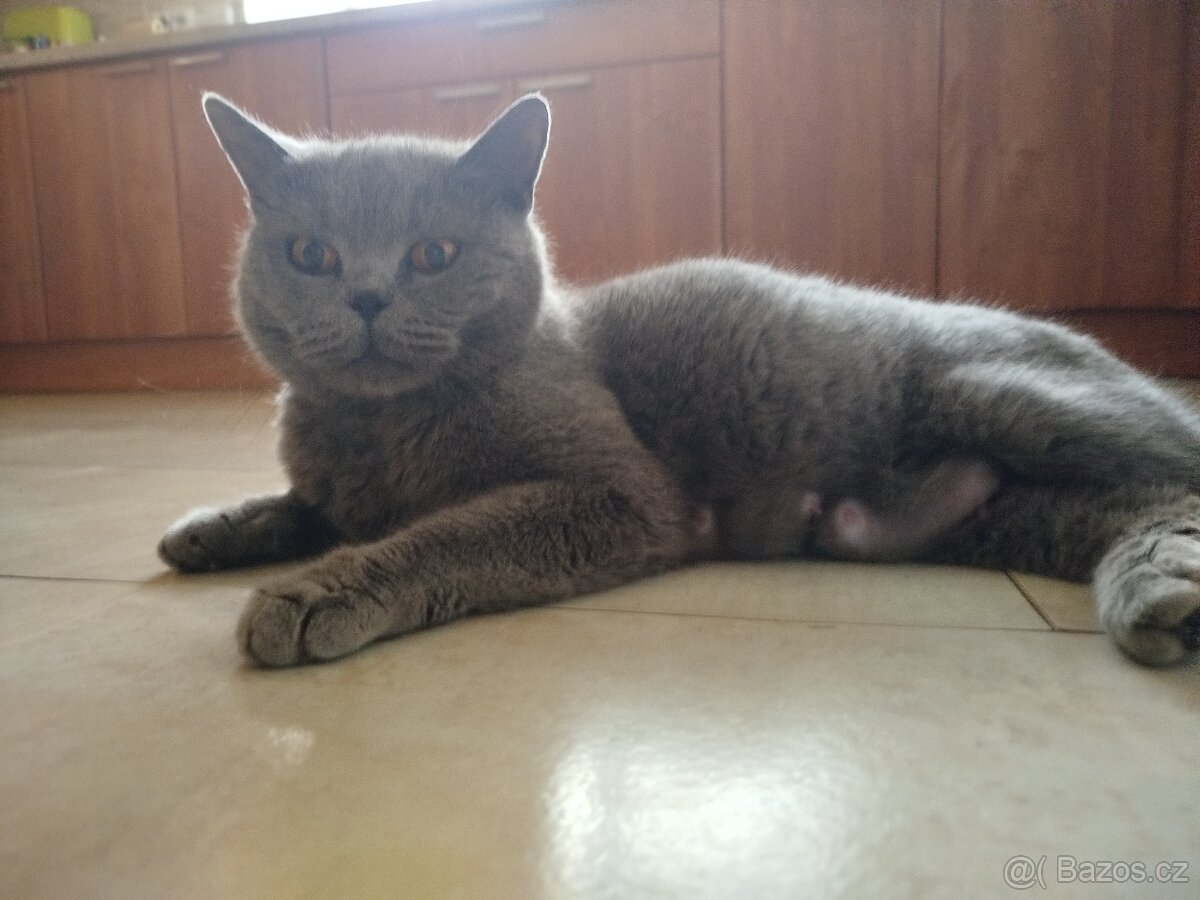 Britská modrá koťátka