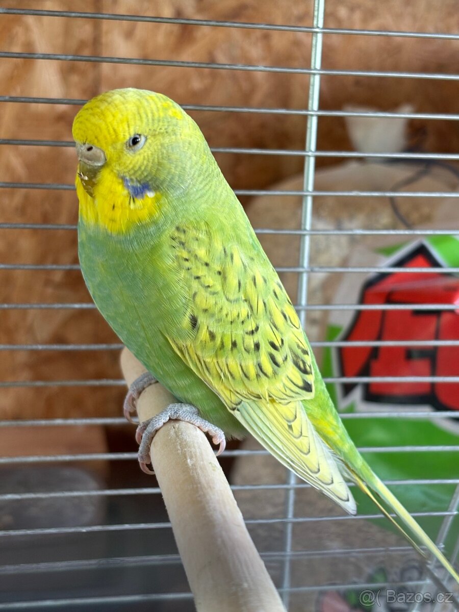 Andulky
