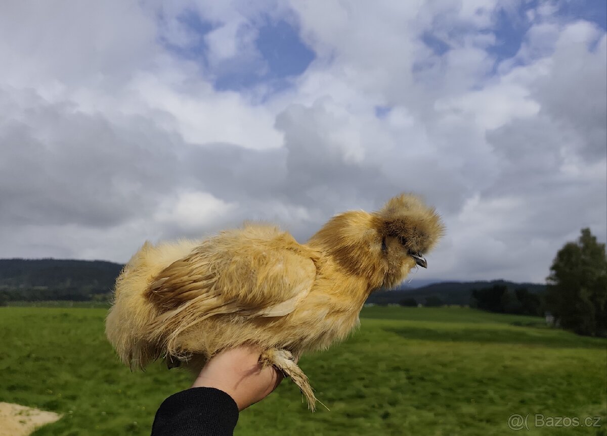 Hedvábničky EU,USA,Frizzle