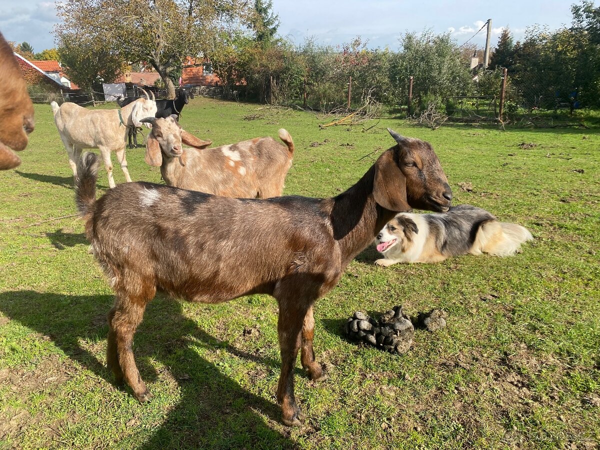 Anglonubijská kozička bez POP