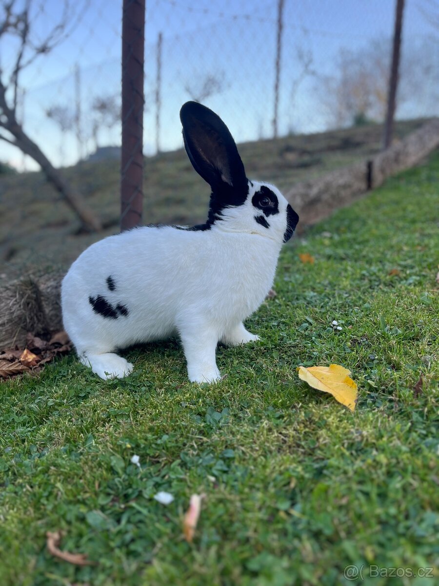 Německý obrovitý strakáč černý (NOS)