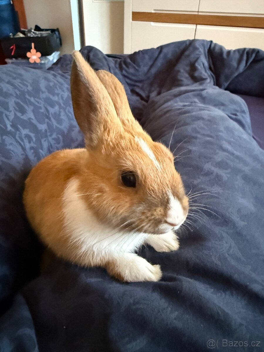 Zakrslý králík