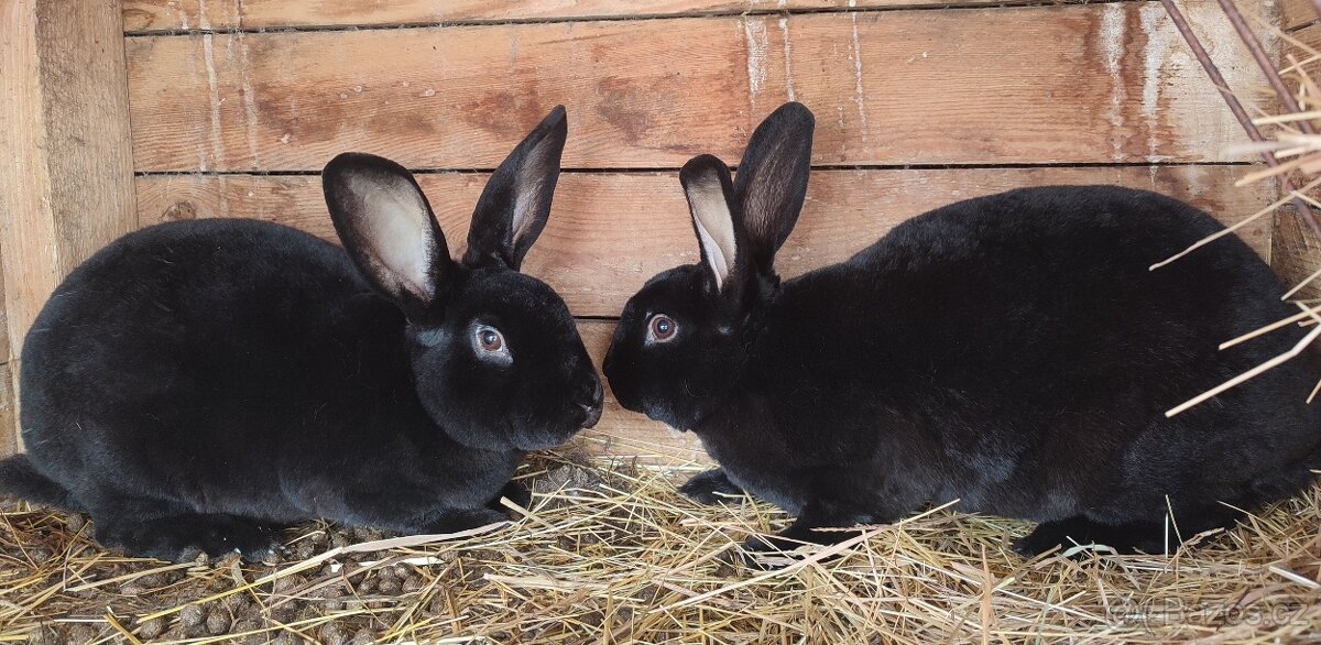 Černý a strakatý rex