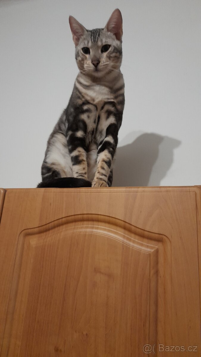 Bengálský kocourek