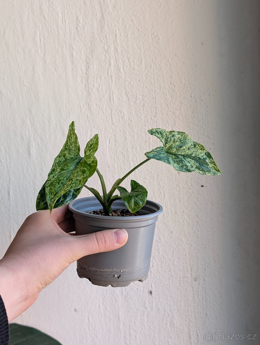 Syngonium mojito