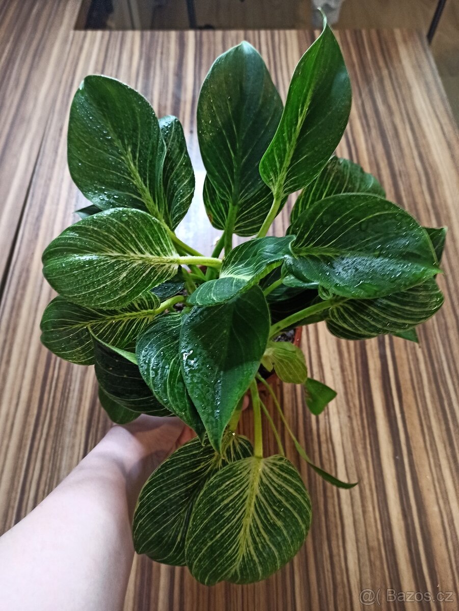Philodendron birkin