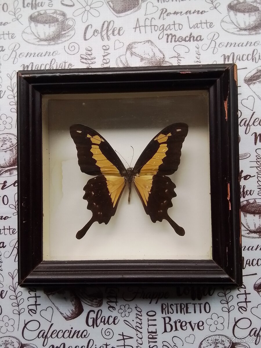 Motýl v rámečku ,Papilio phorcas