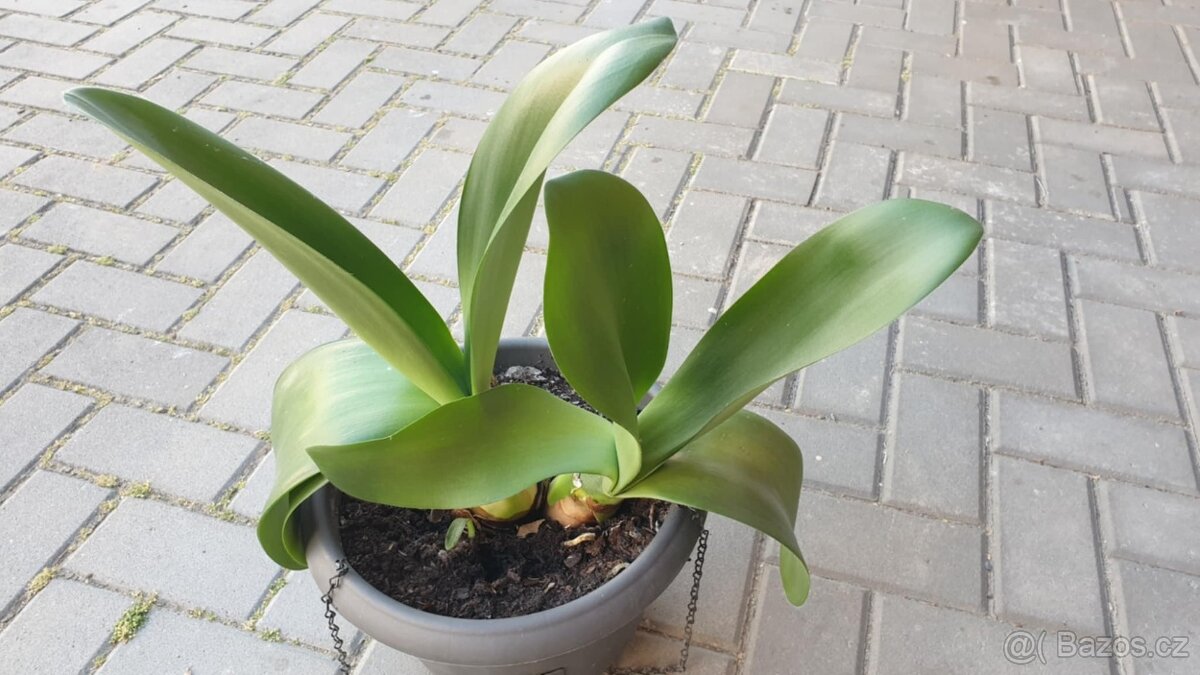 Bělokvět "sloní ucho"