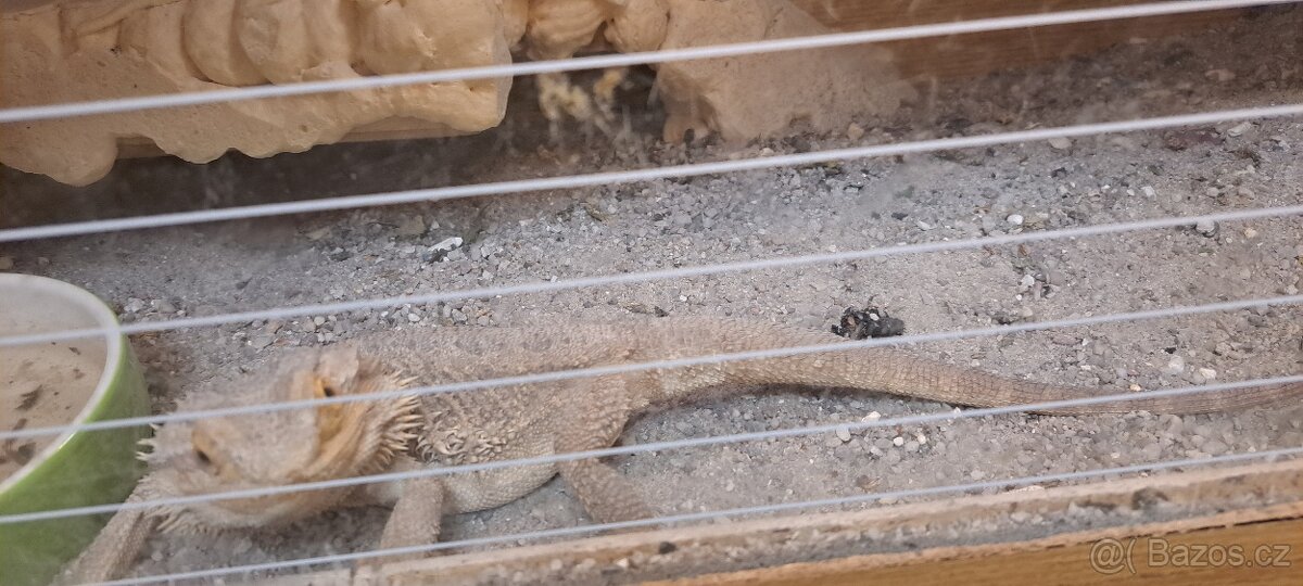 Agama Vousata