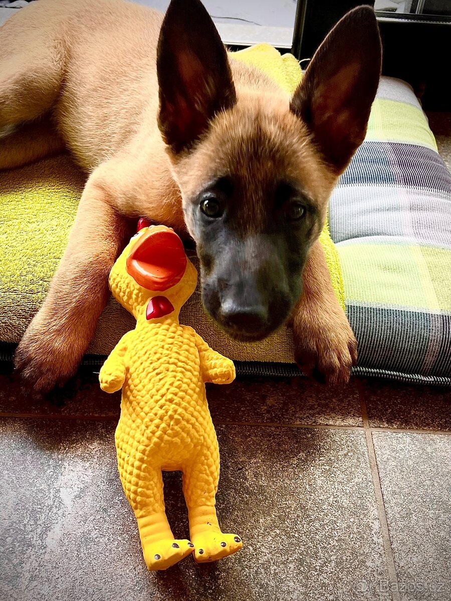 Belgicky ovčak Malinois s PP