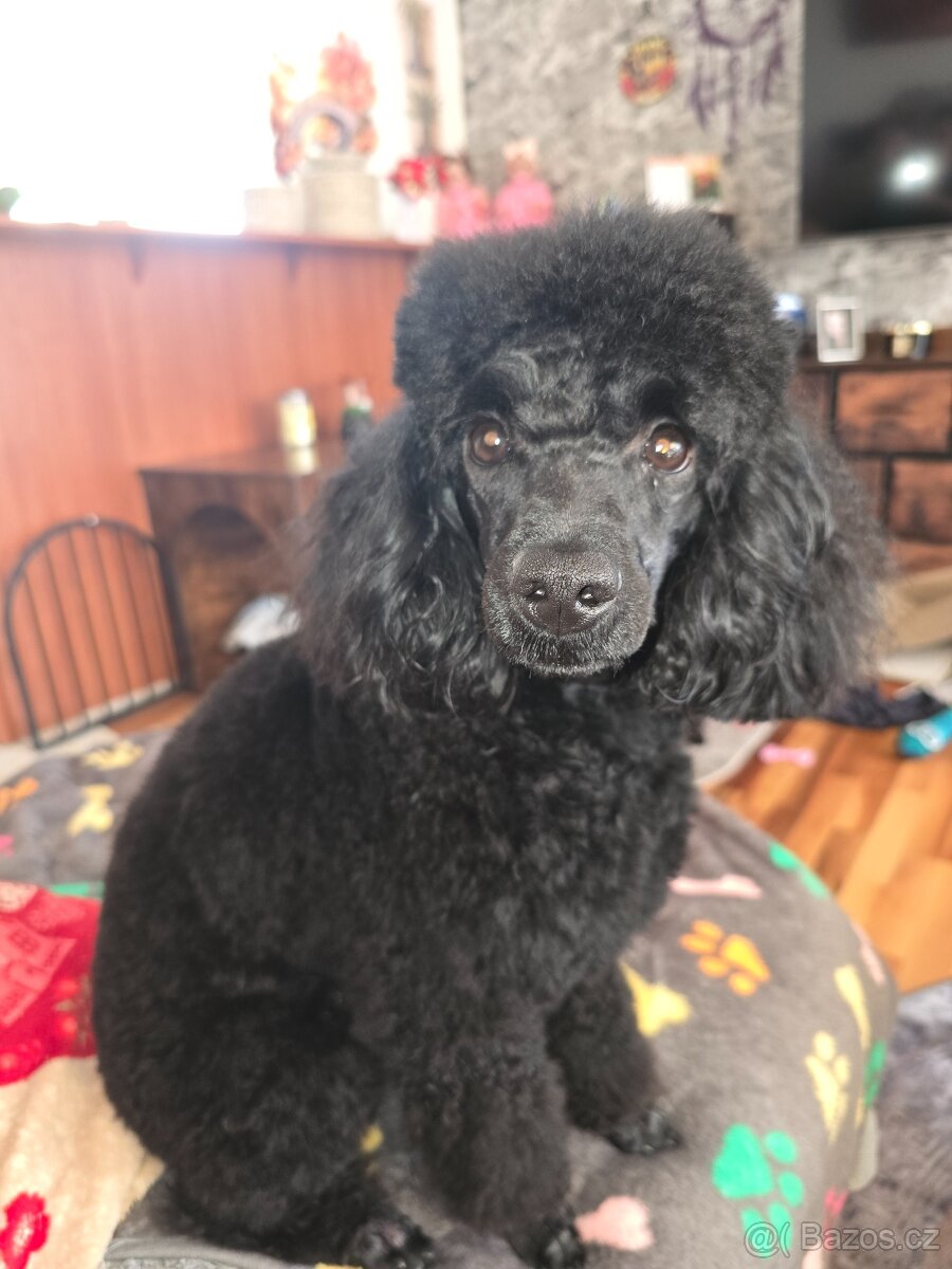 Trpasliči pudl černy bez pp