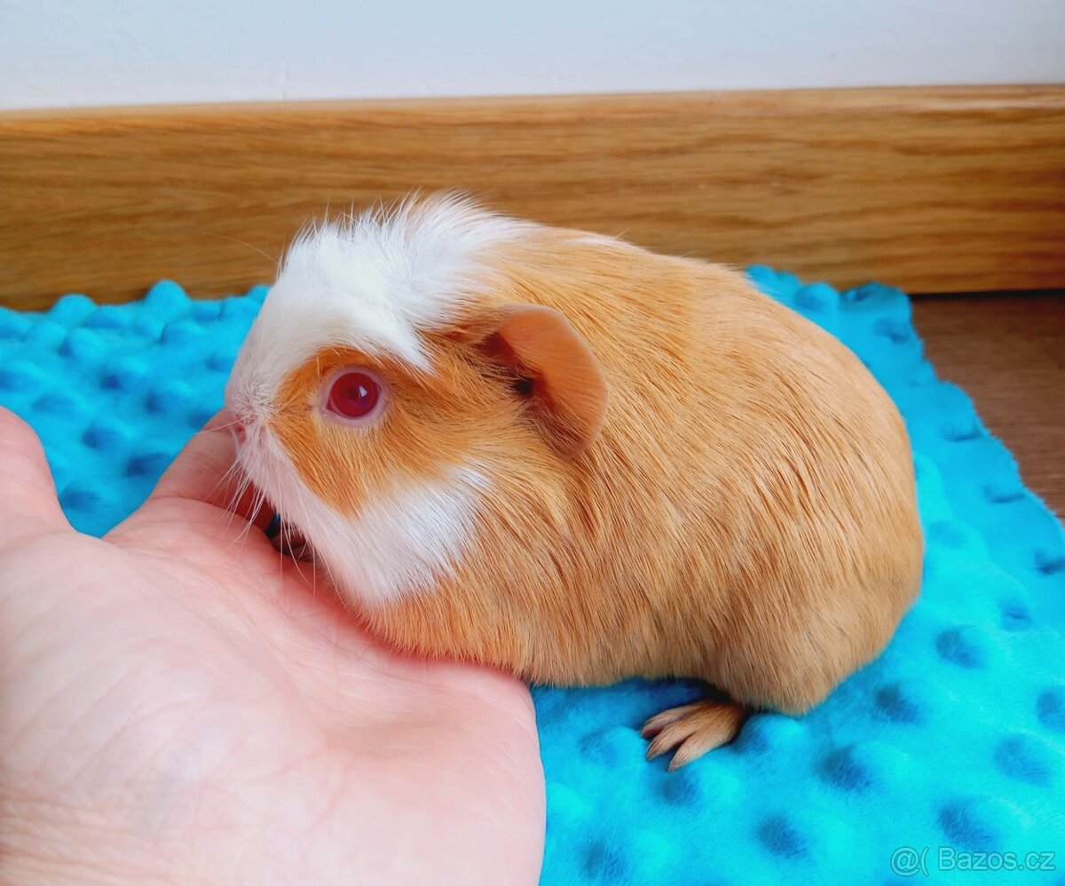 Morče - morčata - malý sameček z CHS