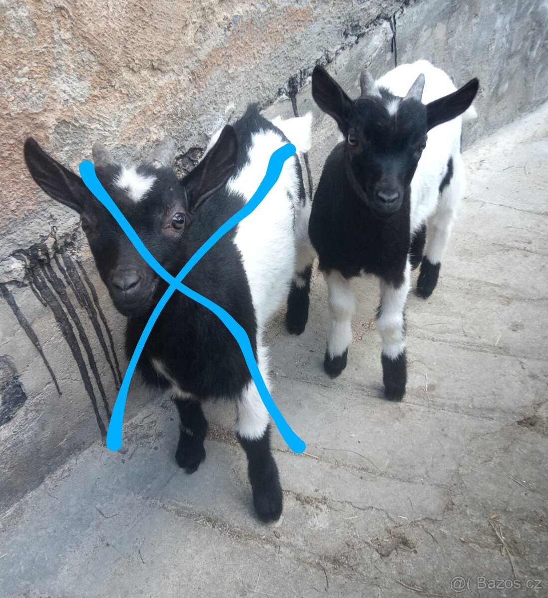 Kamerunská kůzlata/kozli