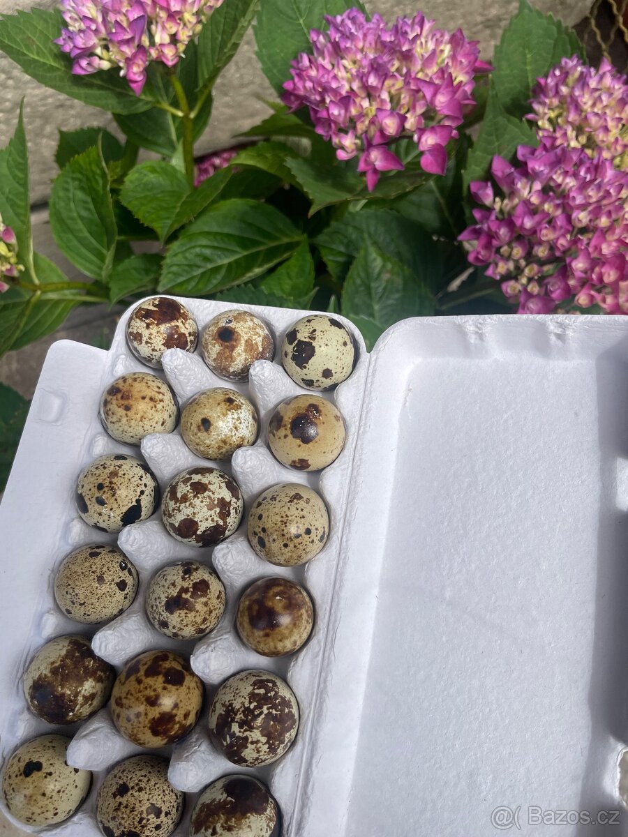 Křepelčí vejce 🥚