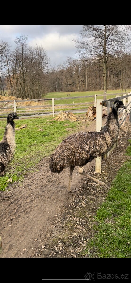 Pštros Emu - ochočený chovný pár, geneticky ověřeno