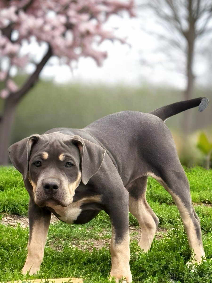 American Bully XL / XXL Blue Tricolor