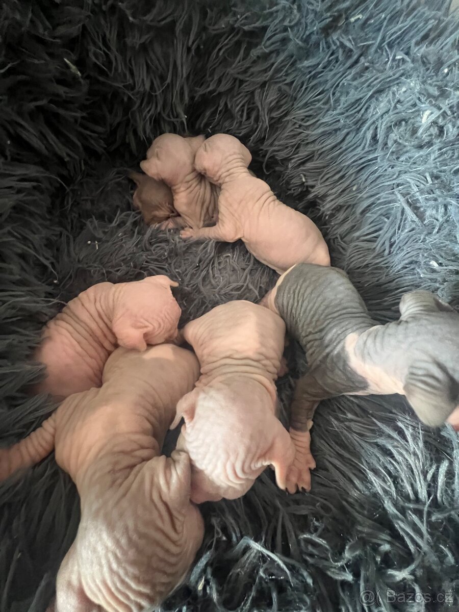 Kanadský sphynx