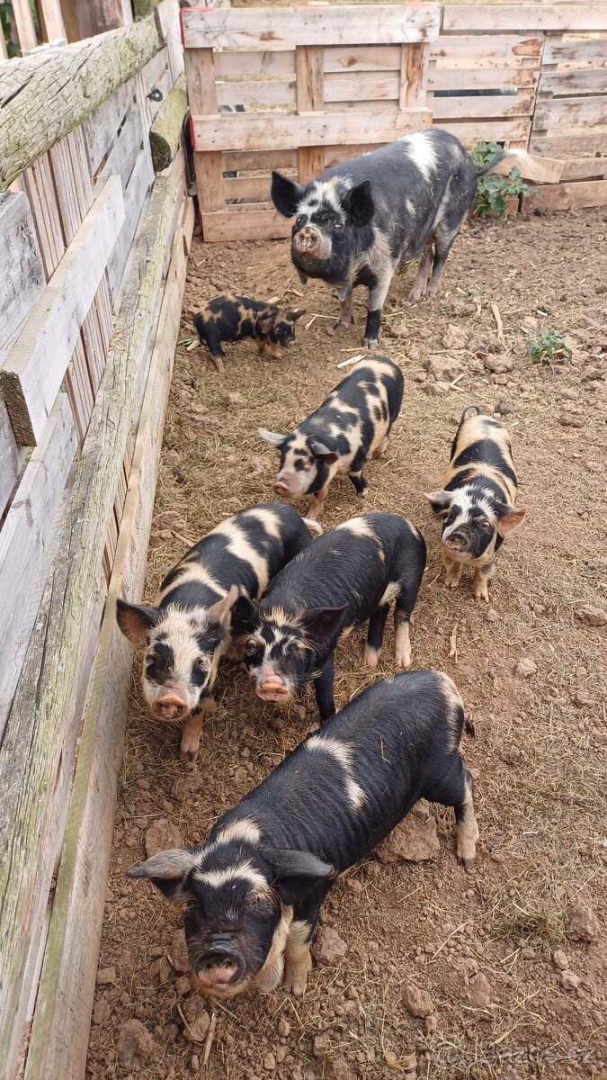 Prodám selata KUNE KUNE