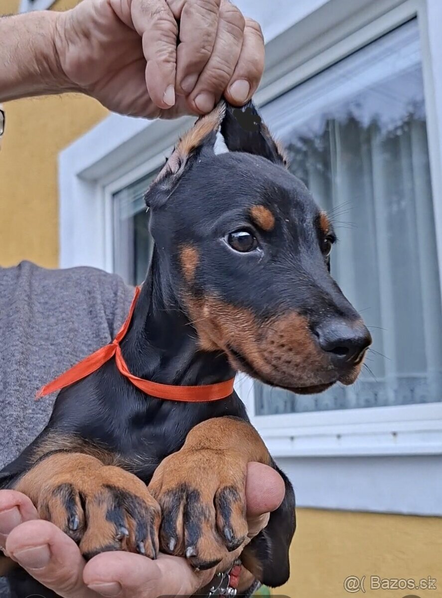 Doberman šteniatka FCI S PP