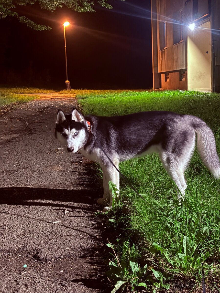 Štěně. Husky s PP 7měsíců 🥲