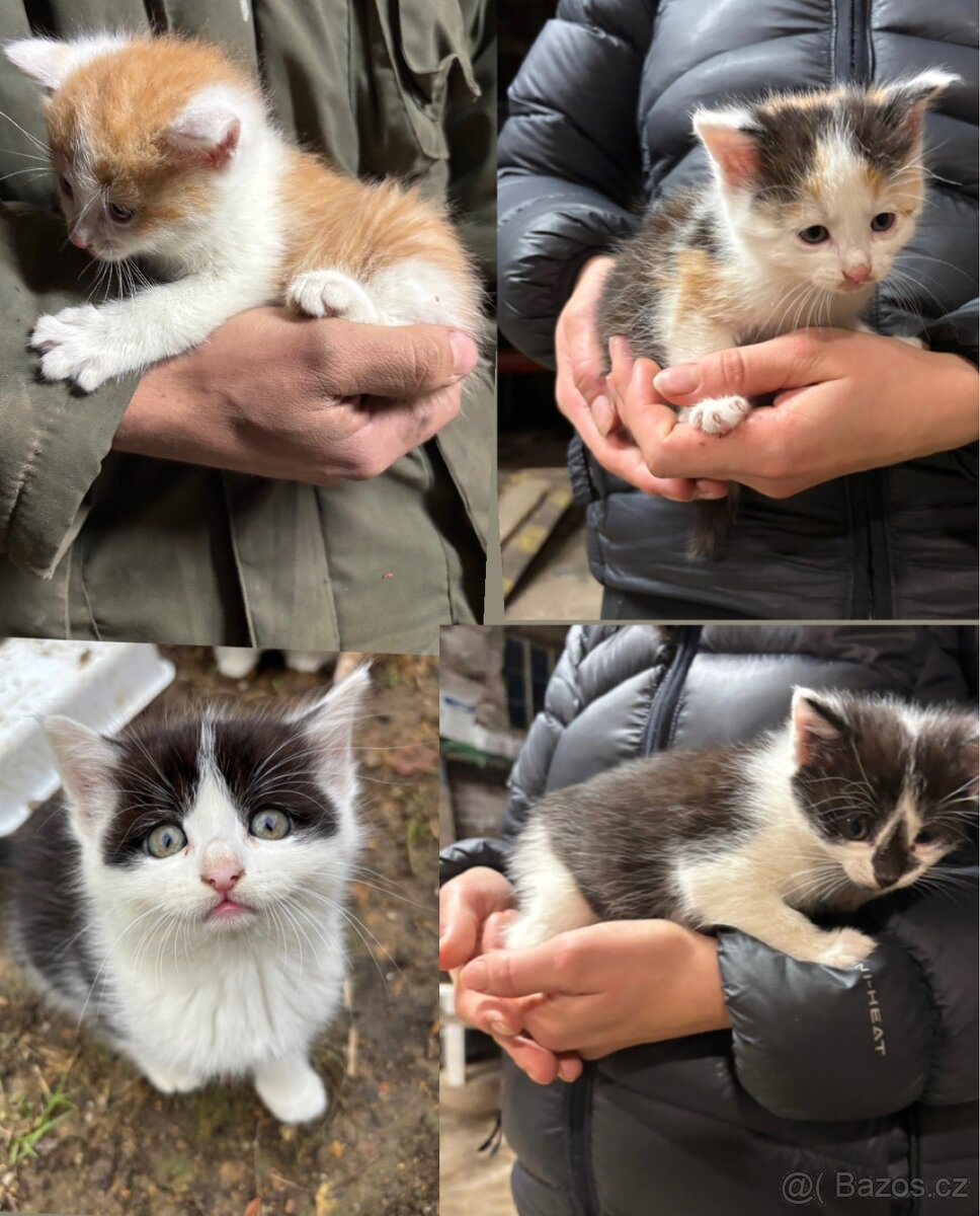 Daruji koťata