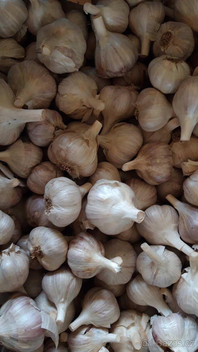 Prodám česnek