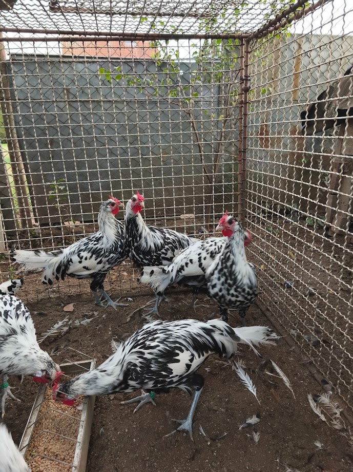 Hamburčanka - kohouti