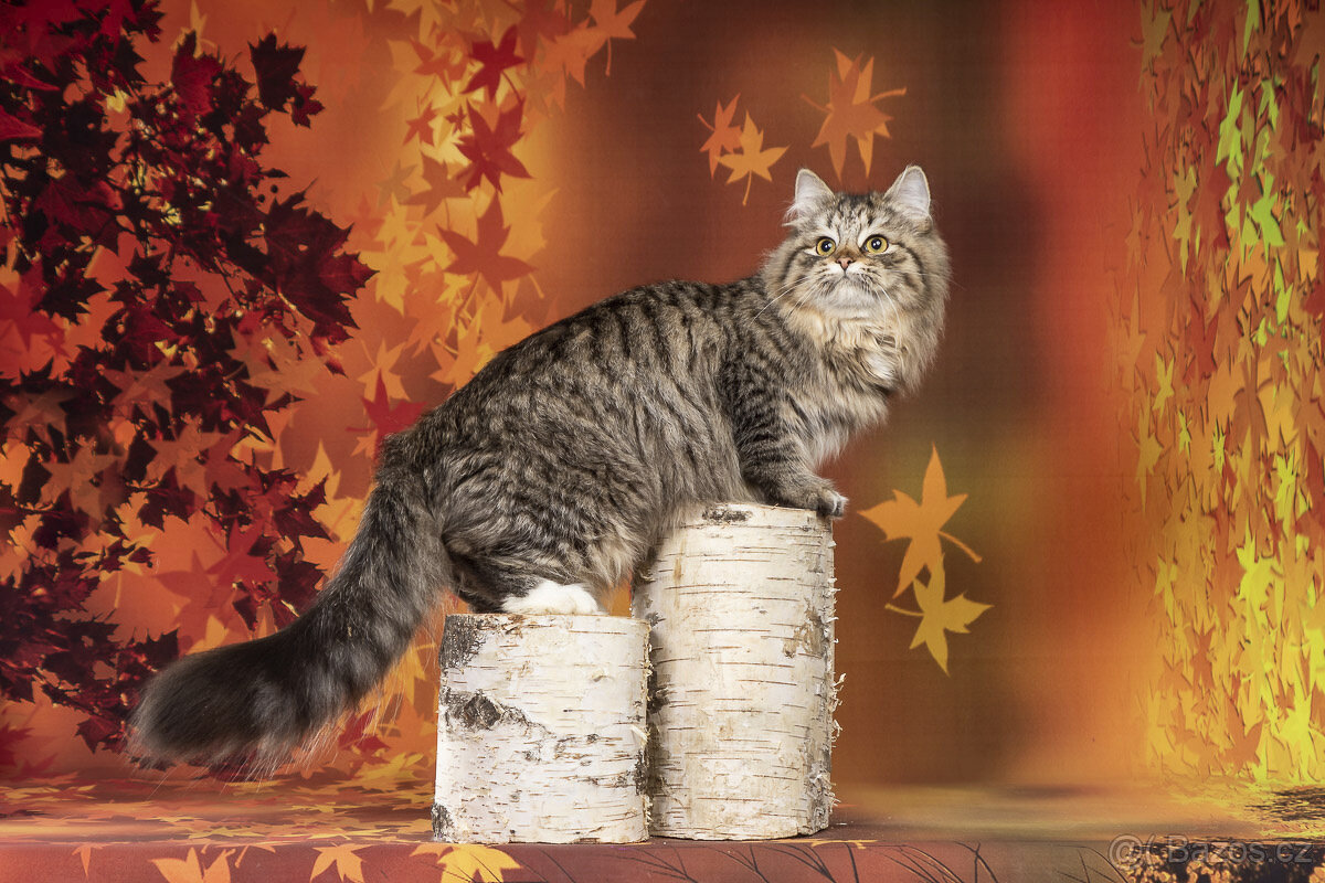 Sibiřská kočka - kočička s PP Keiko