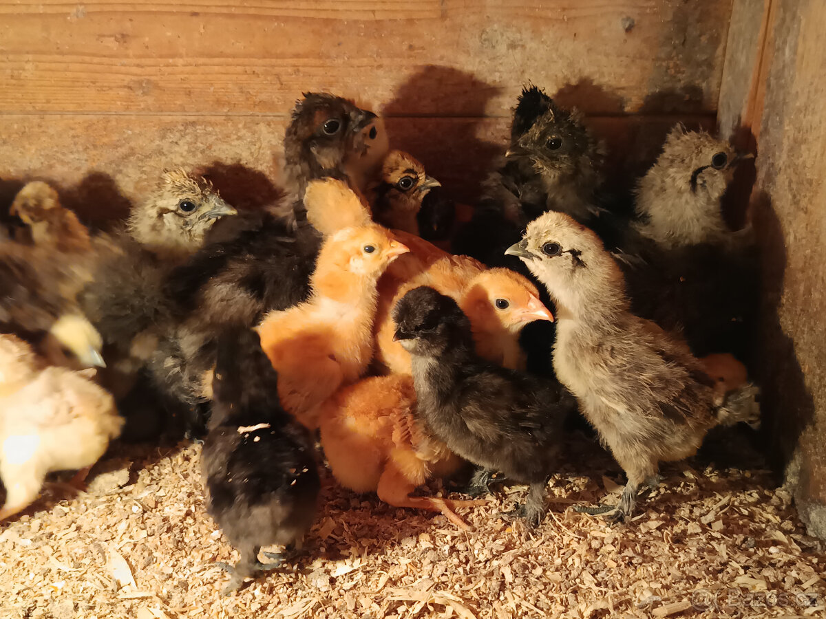 Holokrčka,Hempšírka,Hedvábnička.