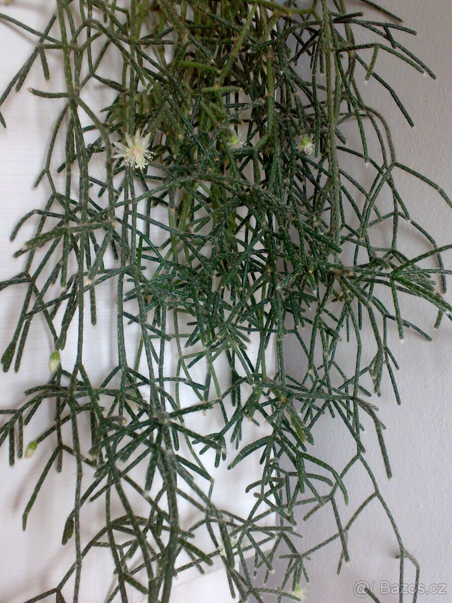 Rhipsalis pilocarpa - nenáročný kaktus - zakořeněné řízky