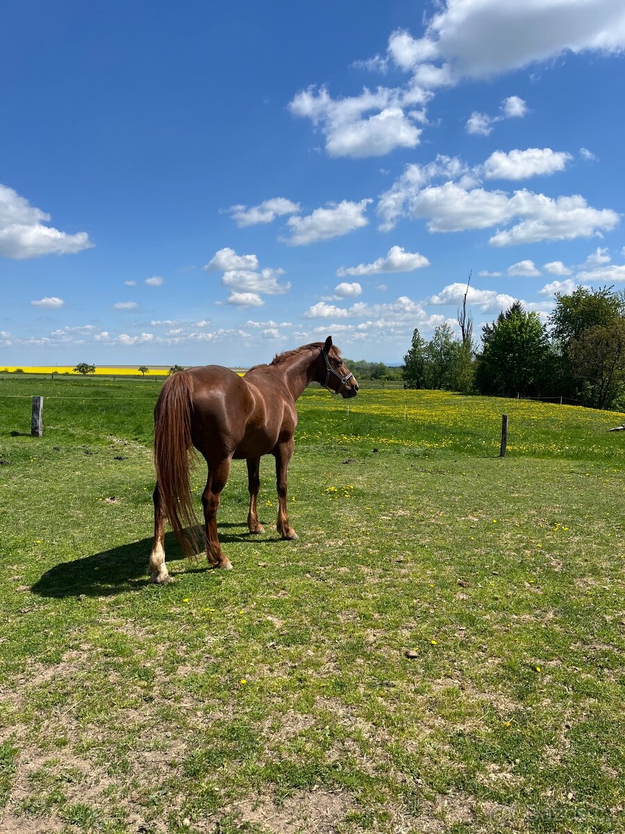 Klisna QH