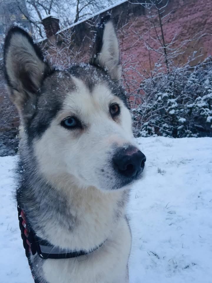 Sibiřský Husky