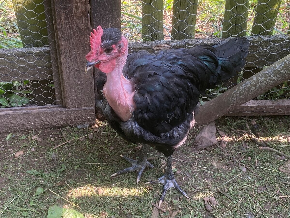 Holokrčka černá