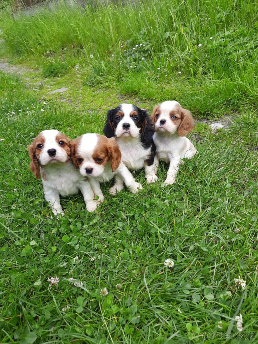 Kavalír king charles španěl