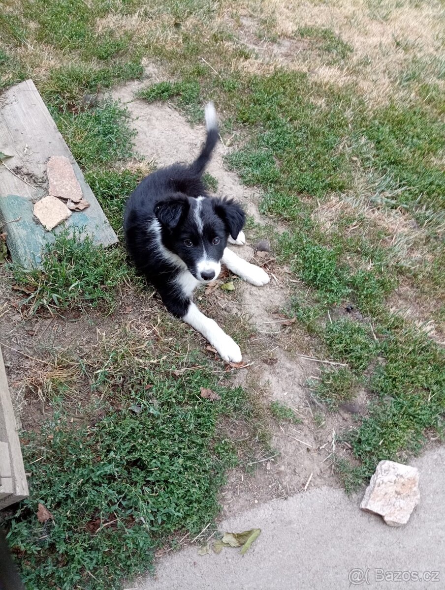 Štěnátko