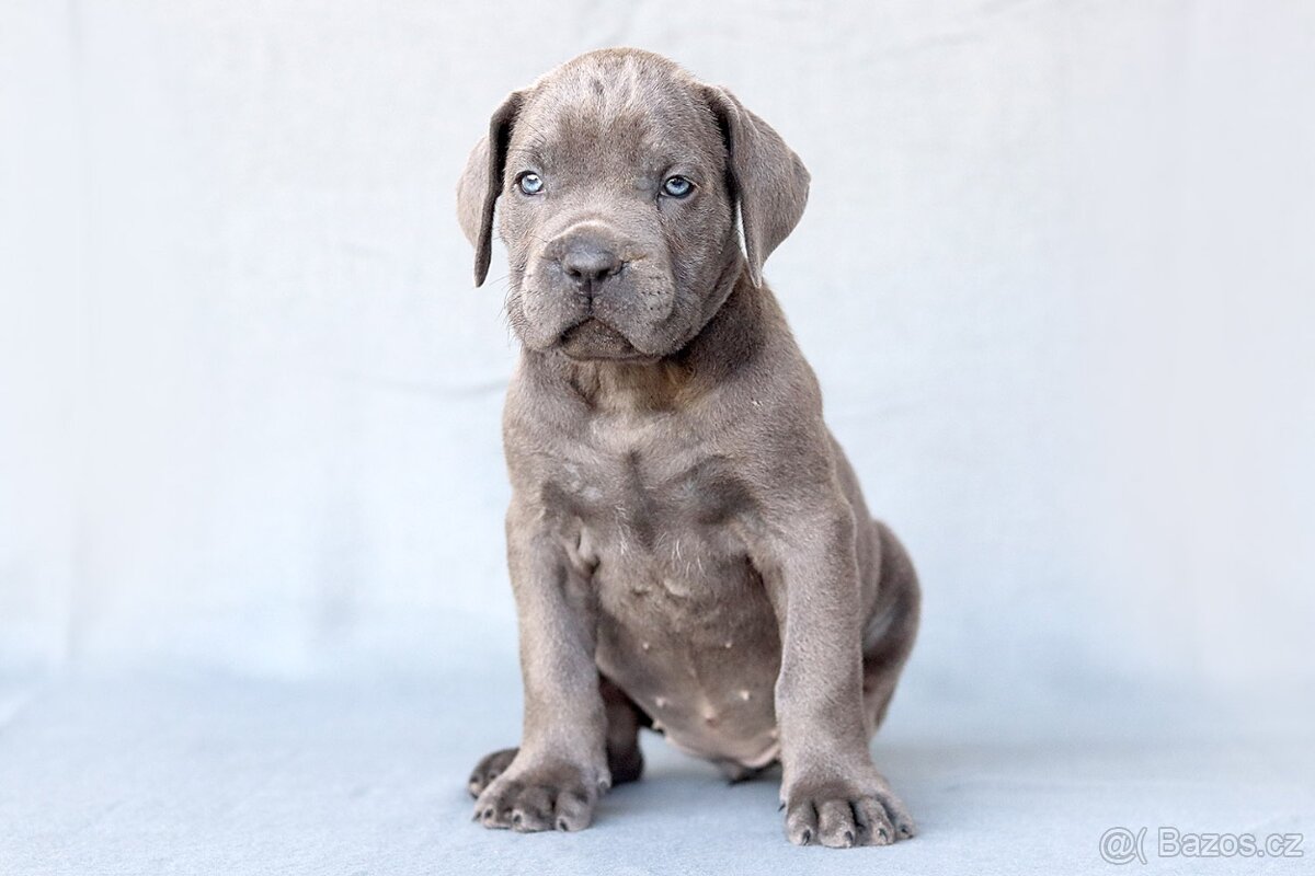 Cane corso s PP