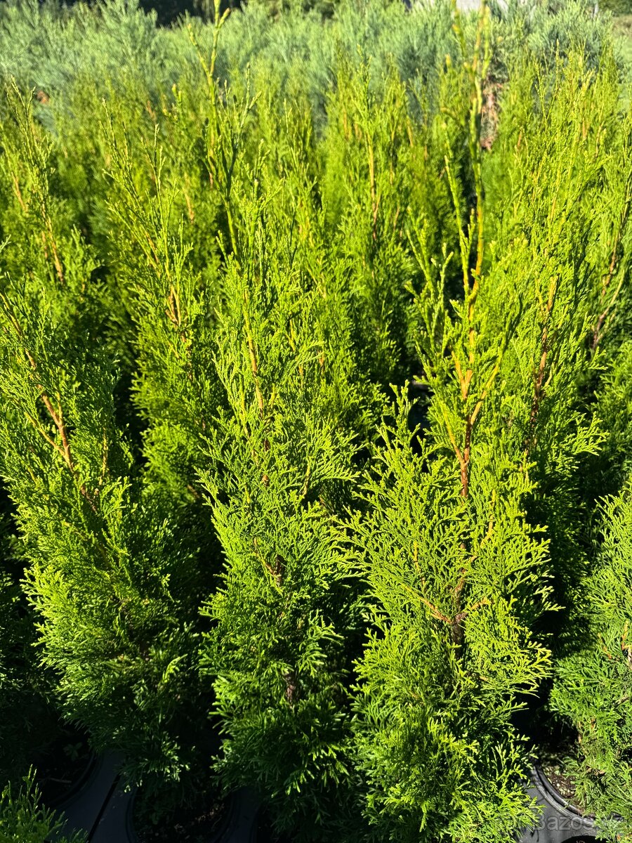 Thuja smaragd 80-90 cm