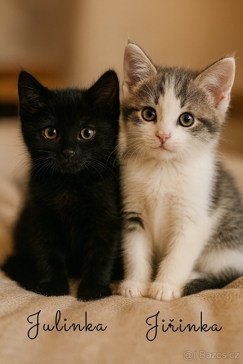 Daruji koťata - Jindřichův Hradec