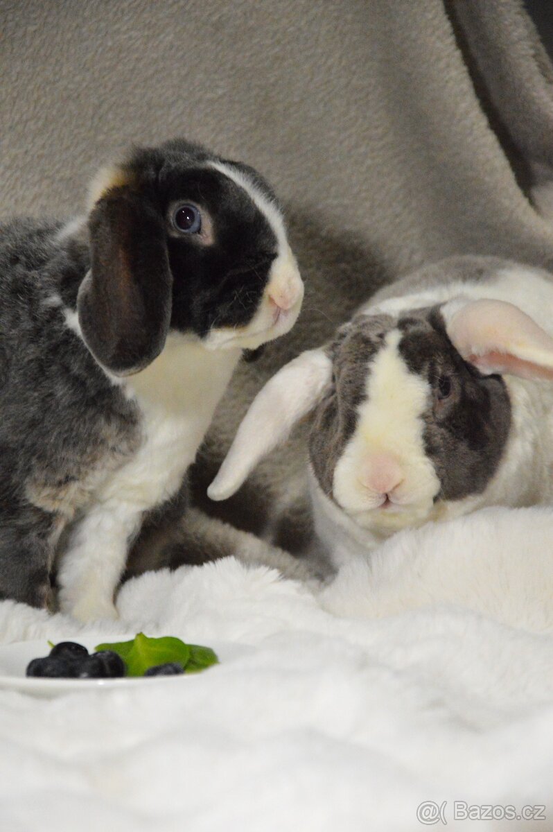 Zakrslý beránek satén rex