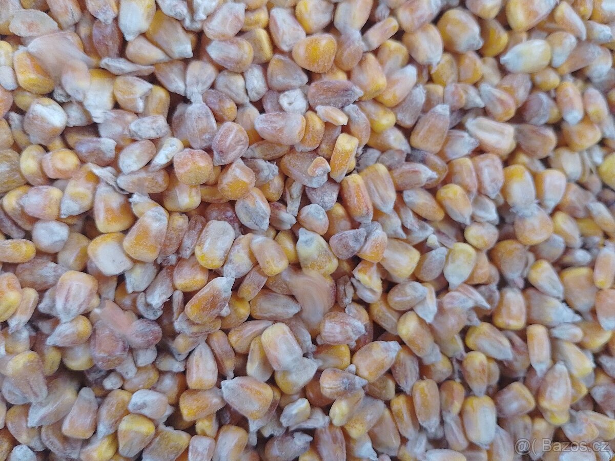 Kukurice mais kukuřici psenice jacmen majs