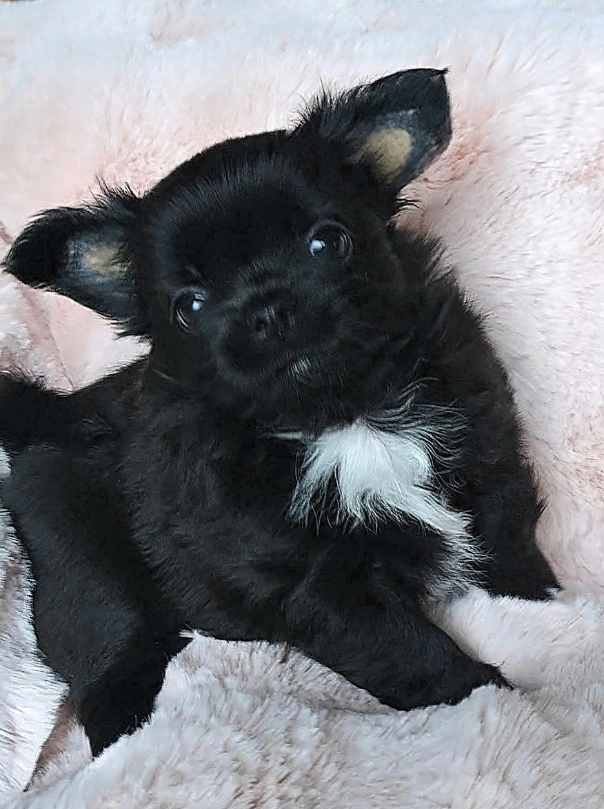 Čivava -fenečka s Pp Fci