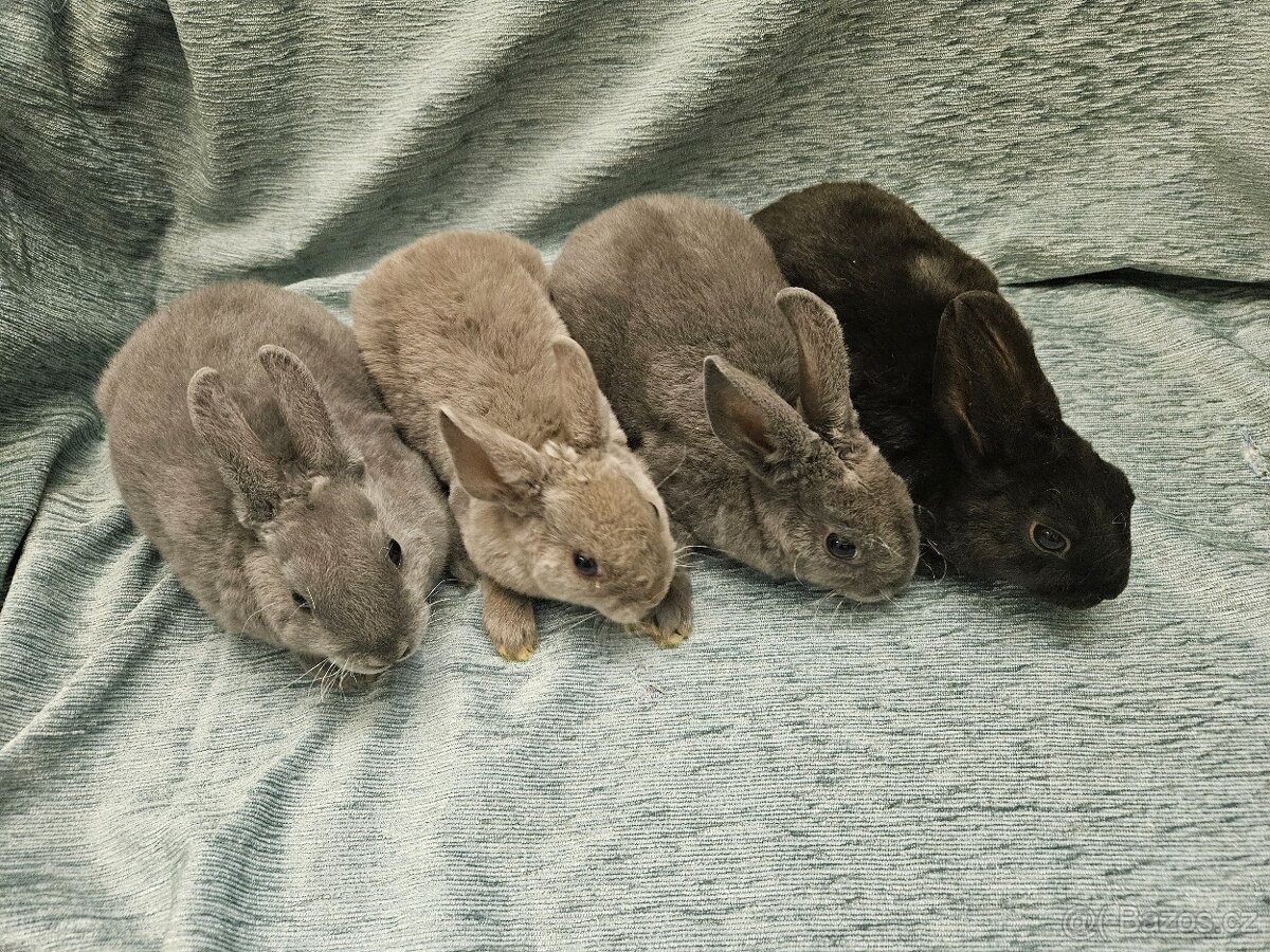 Zakrslý králíček