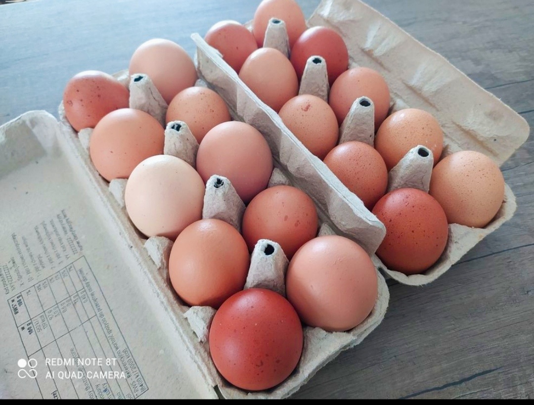 Domácí Vajíčka